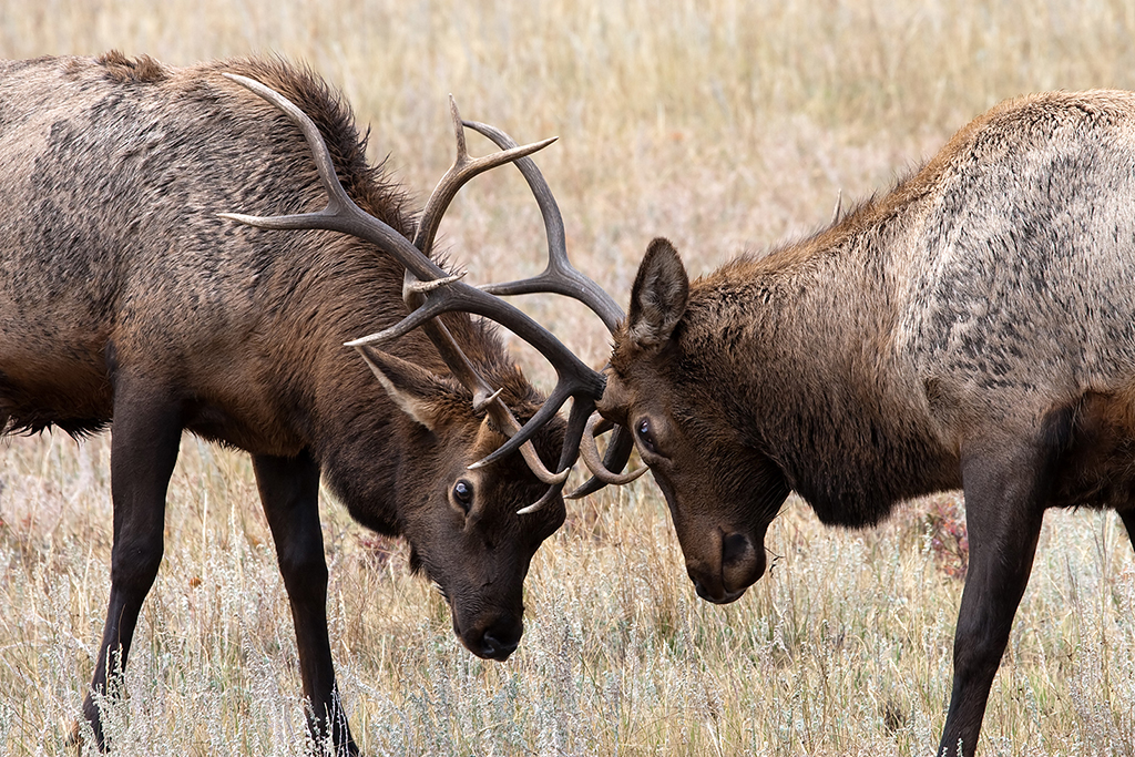 09_Rocky Mountain National Park_11.jpg